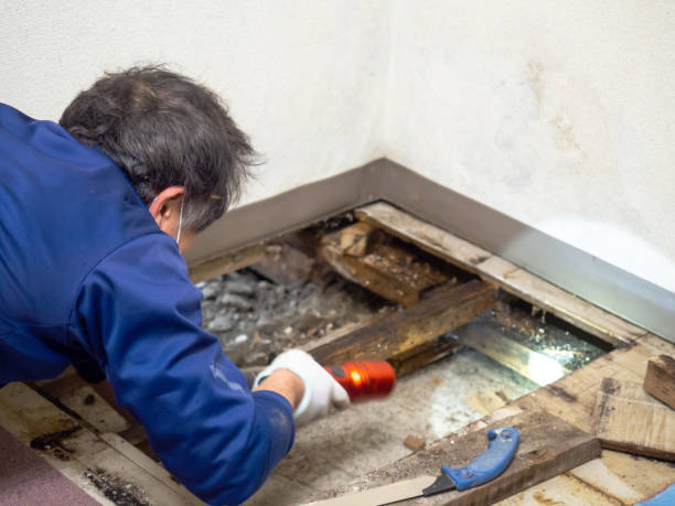 Best Attic Mold Removal  in Needville, TX