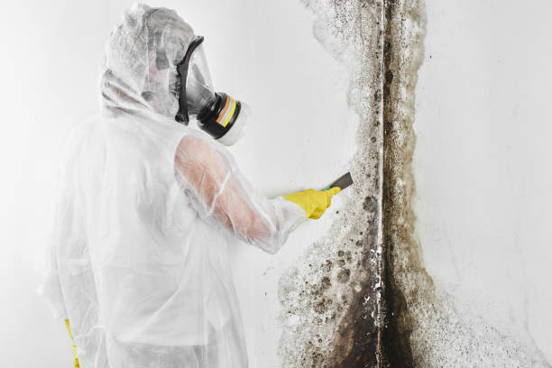 Office Mold Removal Services in Needville, TX