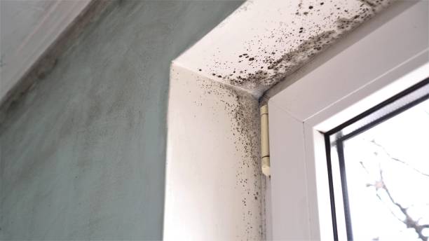 Best Certified Mold Removal  in Needville, TX
