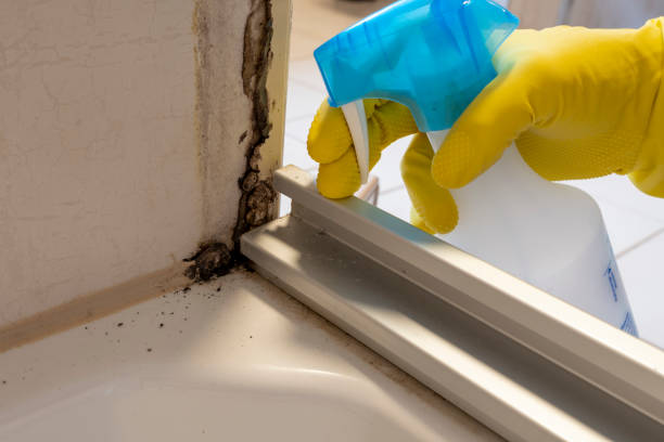 Needville, TX Mold Removal Company