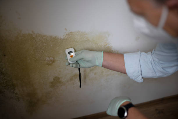 Best Emergency Mold Removal  in Needville, TX