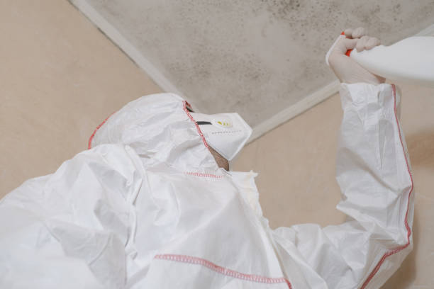 Best Office Mold Removal Services  in Needville, TX