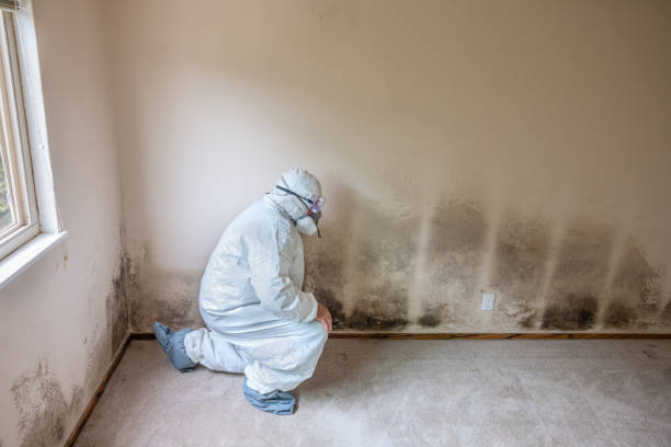 Crawl Space Mold Removal in Needville, TX