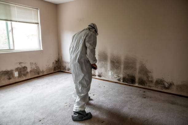 Best Home Mold Removal  in Needville, TX