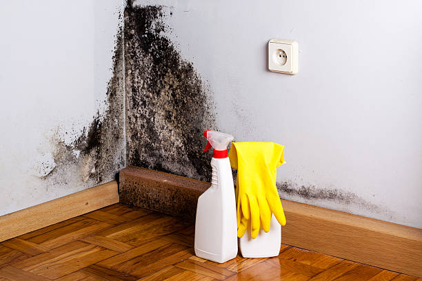 Home Mold Removal in Needville, TX