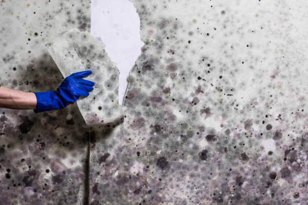 Best Mold Testing  in Needville, TX