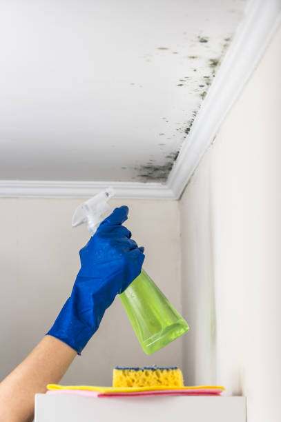 Best Commercial Mold Removal  in Needville, TX