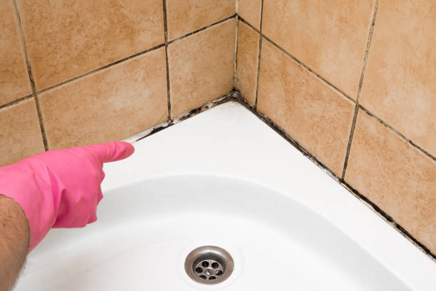 Best Mold Testing  in Needville, TX